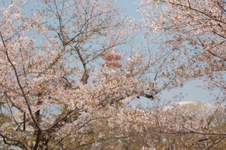 丁香花图片 给暮春的西宁带来了一道亮丽的风景