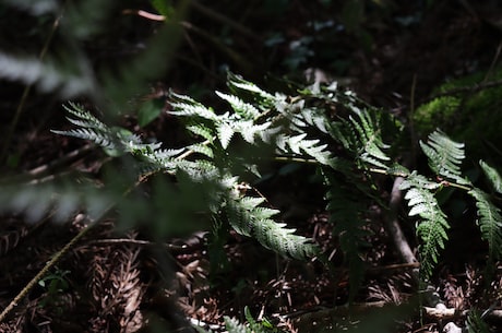 椰树椰汁(椰树椰汁：植物奶时代的先行者)