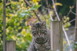 猫咪照片(可爱猫咪照片赏析)