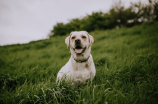 茶杯犬多少钱一只？茶杯犬种类及市场价格解析