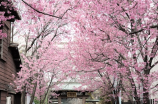 日本拍摄新片《花江夏树的冢越博隆》发布会在上海举行
